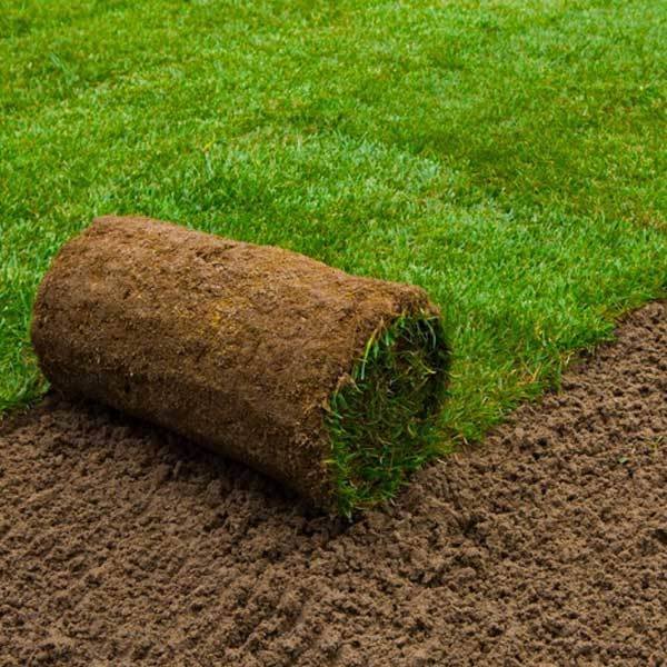 Fresh turf roll on prepared ground